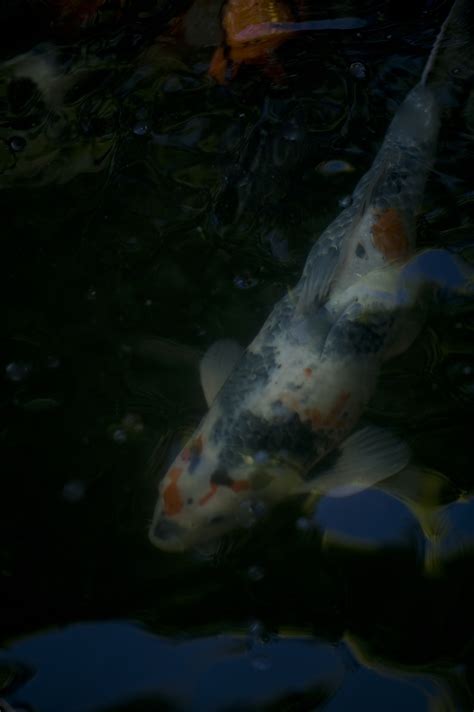 Utah Koi .